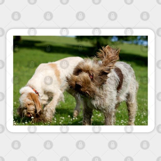 Head Shake Spinone Sticker by heidiannemorris